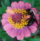 Virginia is for Gardeners